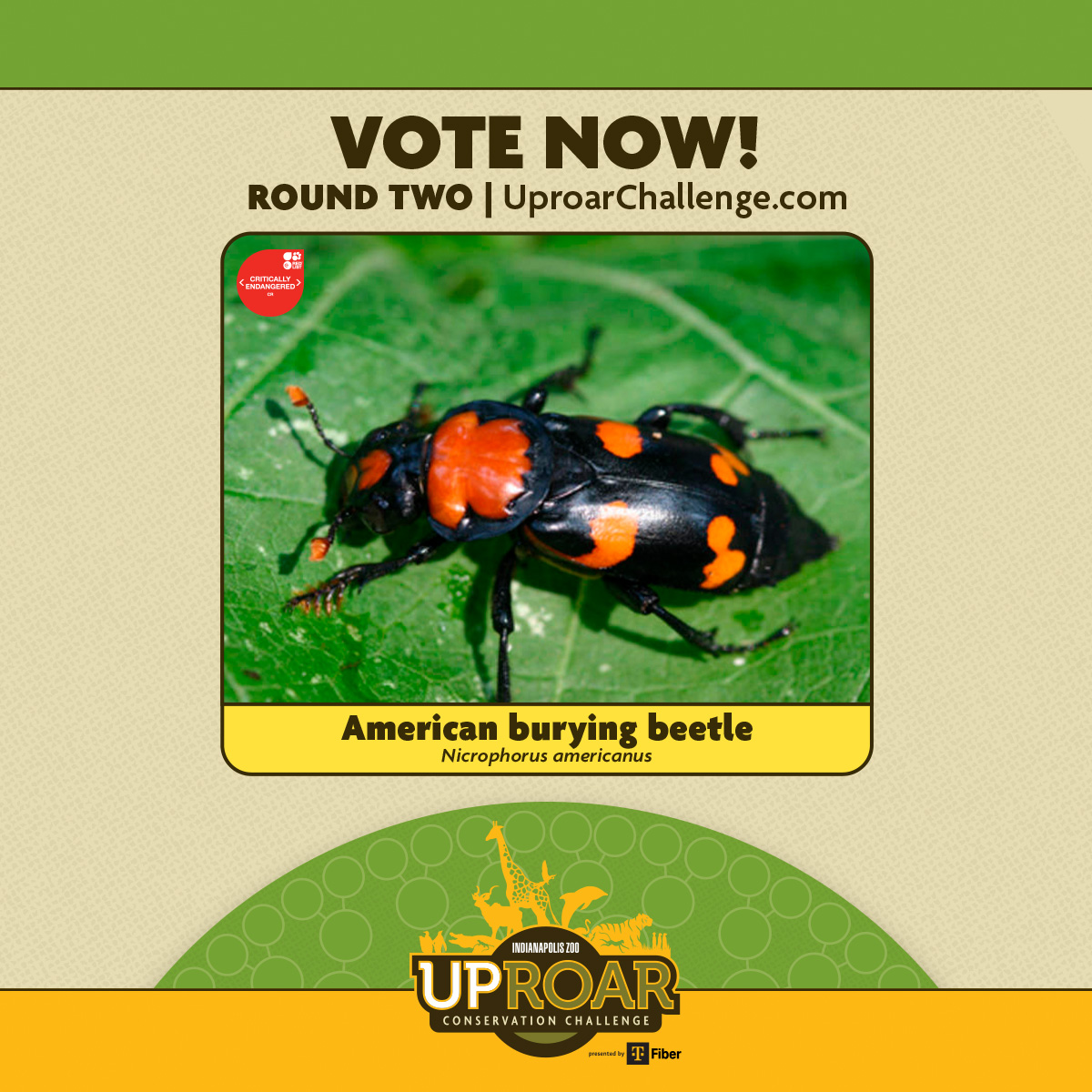 tirla1's tweet photo. Our team has halved, but we're still in the @IndianapolisZoo Uproar Conservation Challenge! #Uproarchallenge

Support the American Burying Beetle in a tough match up in Round 2! Voting closes on 23 March 23:59 Eastern Time. https://t.co/vuSUMyHtge
