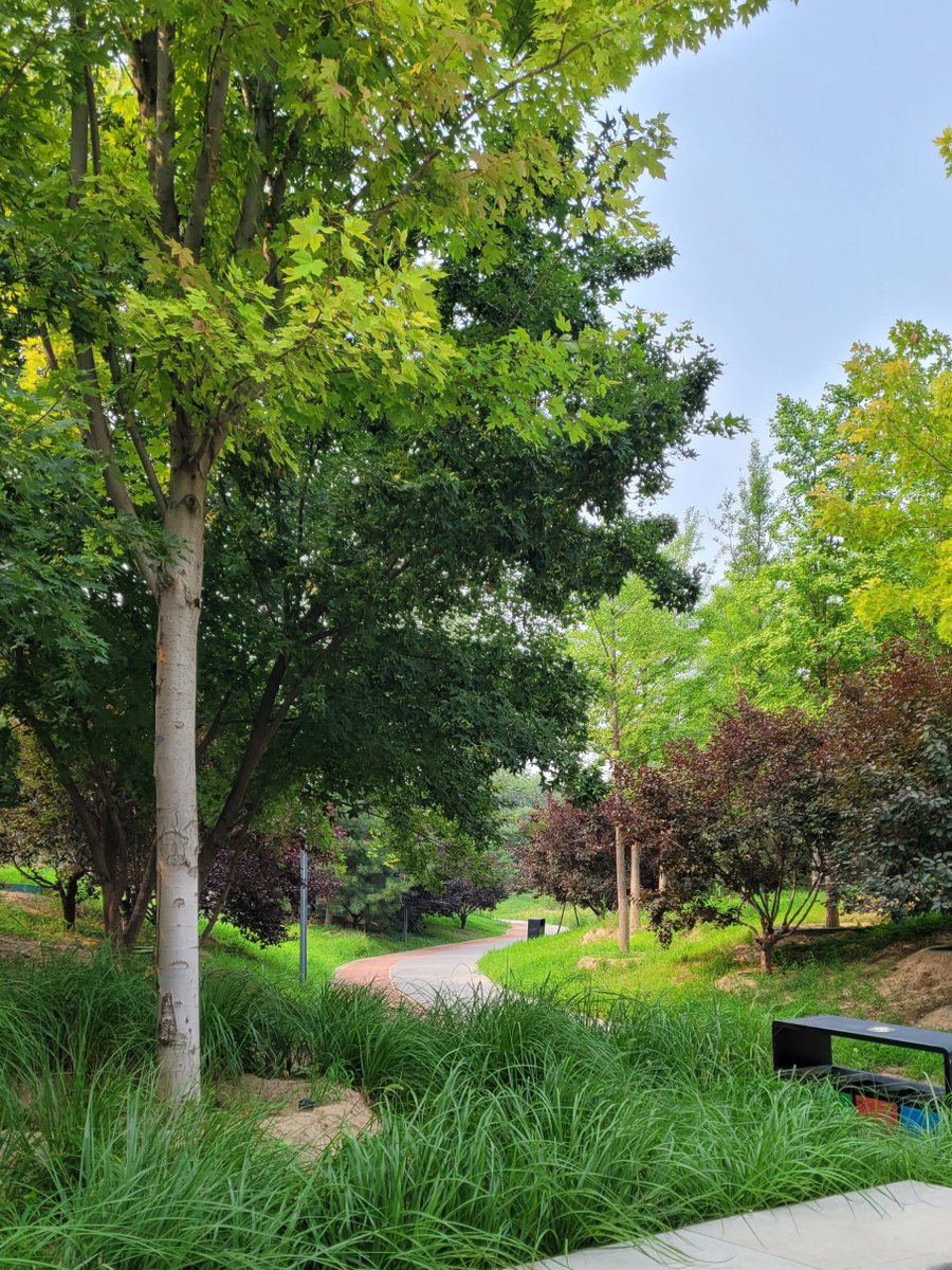 forbidden dream tweet media