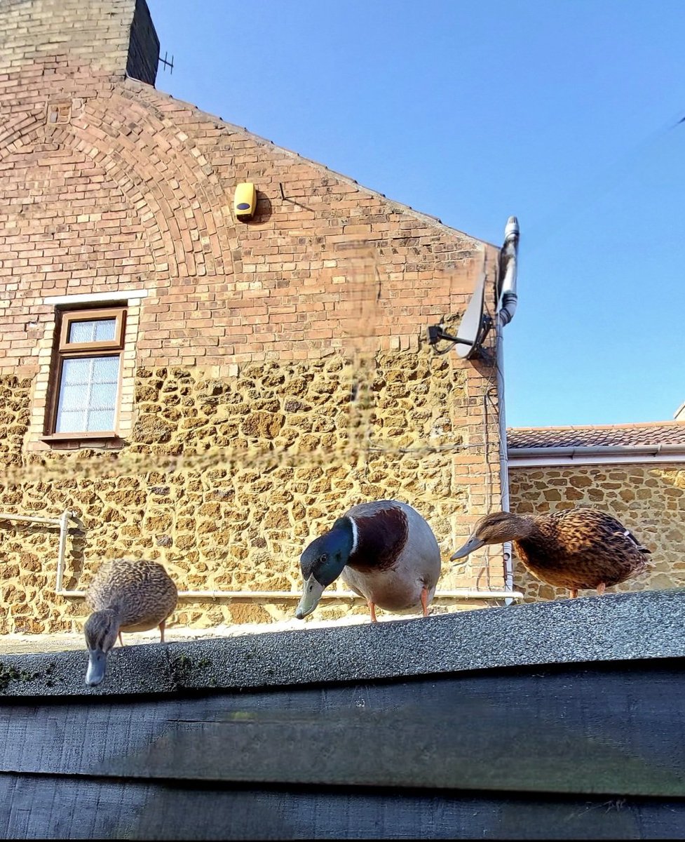mycathardy's tweet image. The ducks on my shed roof were on the #lookout 
#ducks #shed