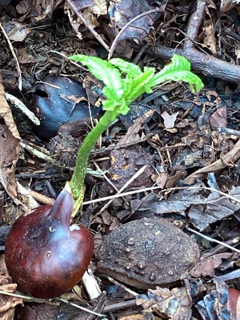 Highlees Primary tweet media