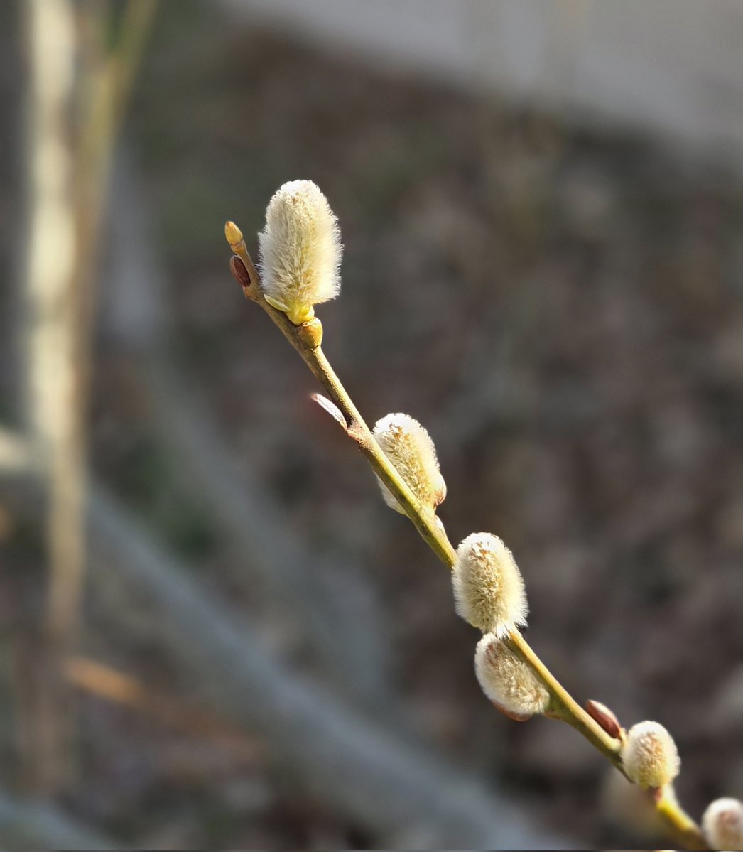 Melissa A. McLaughlin tweet media