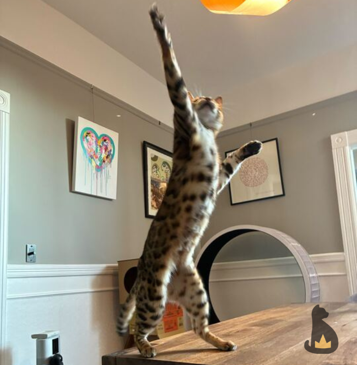 PreciousFur's tweet photo. We see a range of talents while sitting
your furry superstars.✨ What's your cat's specialty?

Opera singer? Shelf clearer? Disco champ?🏆

Drop your cat's secret (or not-so-secret) talent in the
comments! The weirder, the better. We can handle it. https://t.co/p7jfaZJciM