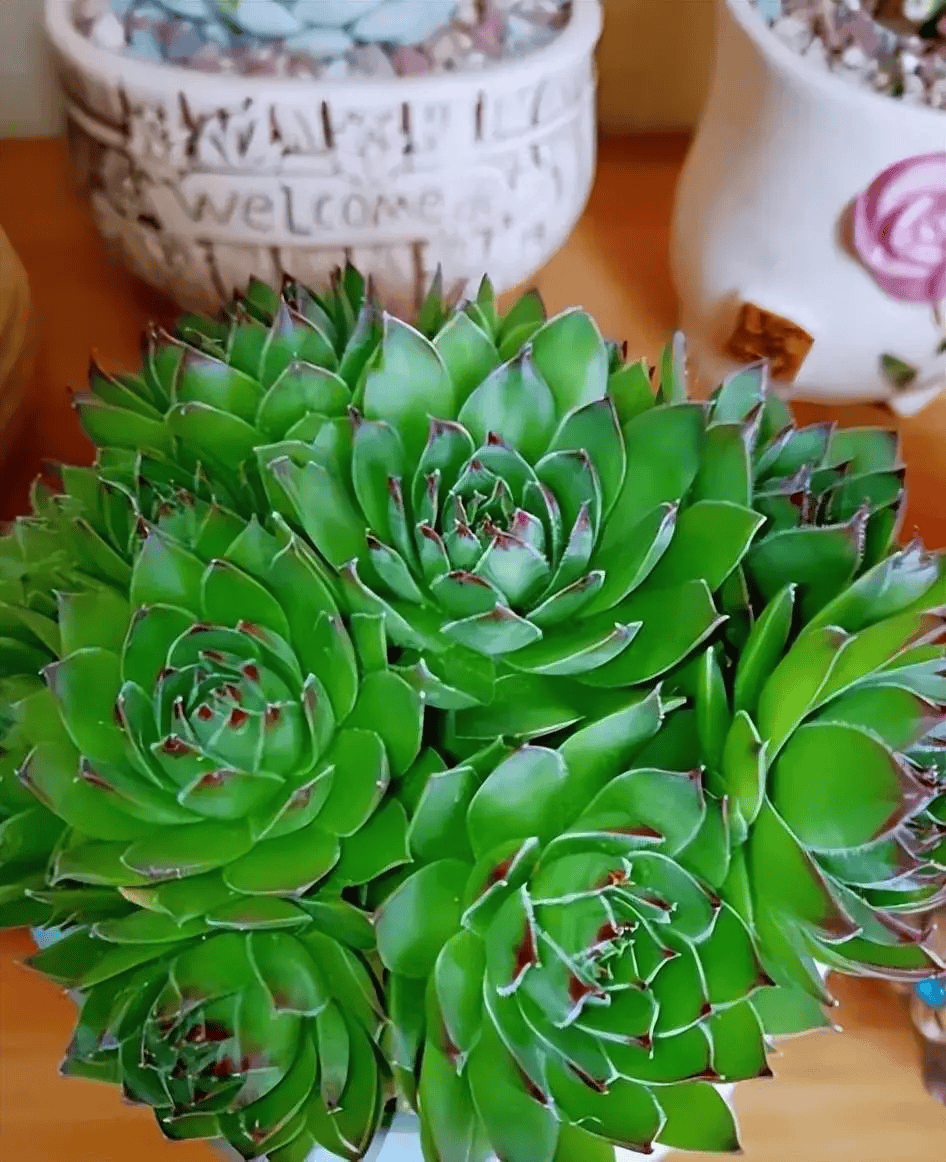 Deborah Tabb tweet media