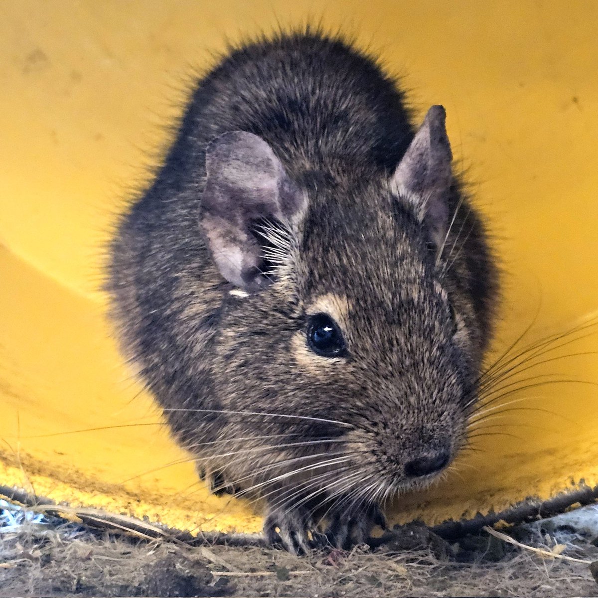 Jake prepping for exercise 🏃‍♂️
#degu