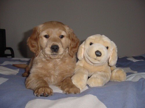 SiliGremlin tweet media