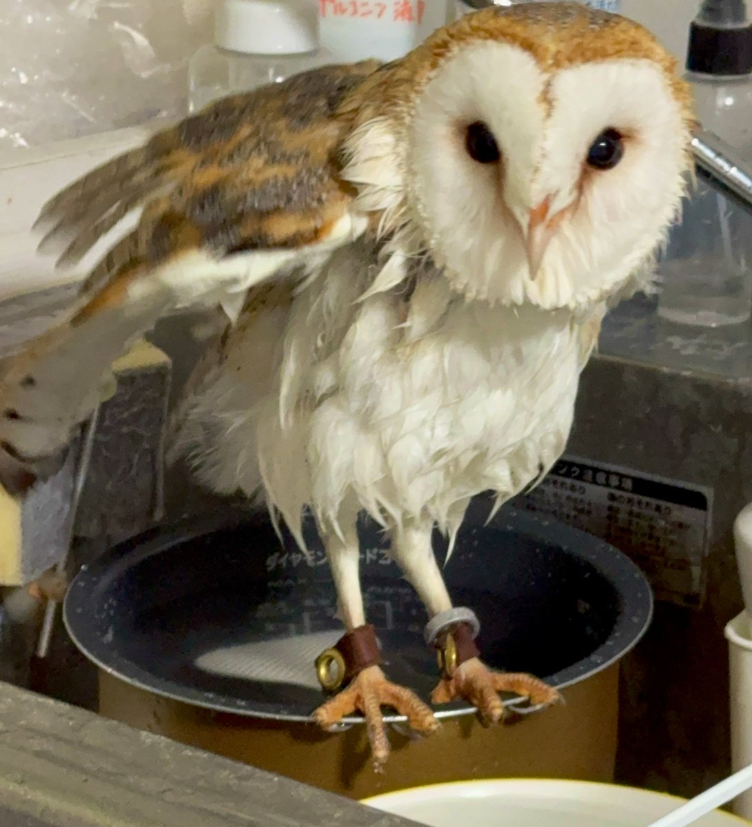 メンフクロウ まんてん tweet media