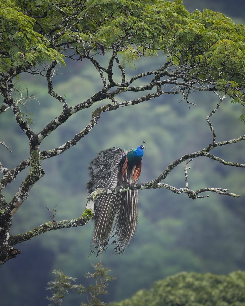 NikonIndia's tweet image. Shot by: #NikonCreator Faisal Magnet

Shot with:
Camera: #NIKONZ9
Lens: NIKKOR Z 400mm f/2.8 TC VR S

For information on products, offers and more, visit nikon.co.in
#Nikon #NikonIndia #NIKKOR #NikonPhotography