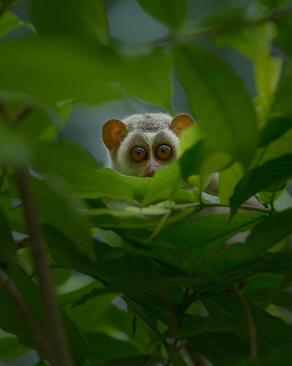 NikonIndia's tweet image. Shot by: #NikonCreator Faisal Magnet

Shot with:
Camera: #NIKONZ9
Lens: NIKKOR Z 400mm f/2.8 TC VR S

For information on products, offers and more, visit nikon.co.in
#Nikon #NikonIndia #NIKKOR #NikonPhotography