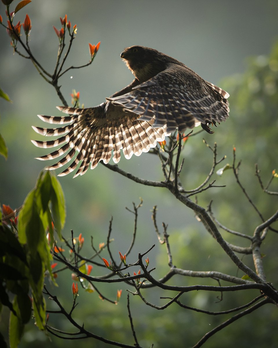 NikonIndia's tweet image. Shot by: #NikonCreator Faisal Magnet

Shot with:
Camera: #NIKONZ9
Lens: NIKKOR Z 400mm f/2.8 TC VR S

For information on products, offers and more, visit nikon.co.in
#Nikon #NikonIndia #NIKKOR #NikonPhotography