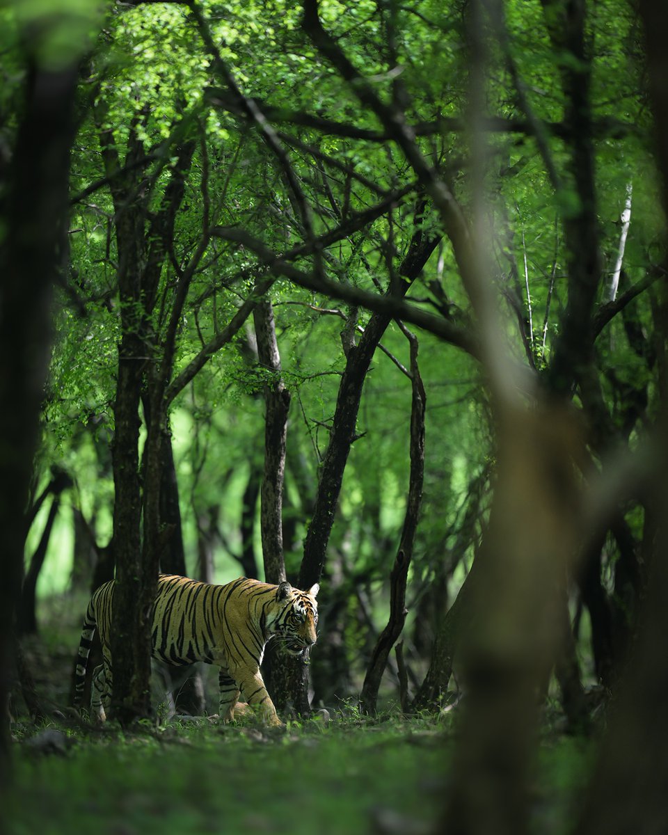 NikonIndia's tweet image. Shot by: #NikonCreator Faisal Magnet

Shot with:
Camera: #NIKONZ9
Lens: NIKKOR Z 400mm f/2.8 TC VR S

For information on products, offers and more, visit nikon.co.in
#Nikon #NikonIndia #NIKKOR #NikonPhotography