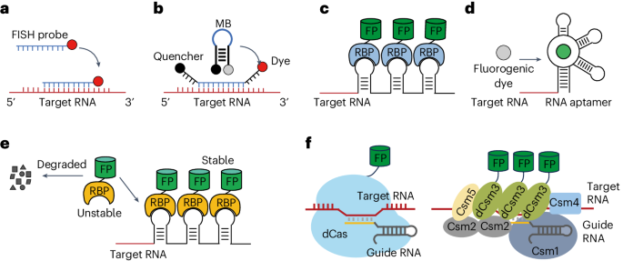 Nature Protocols tweet media