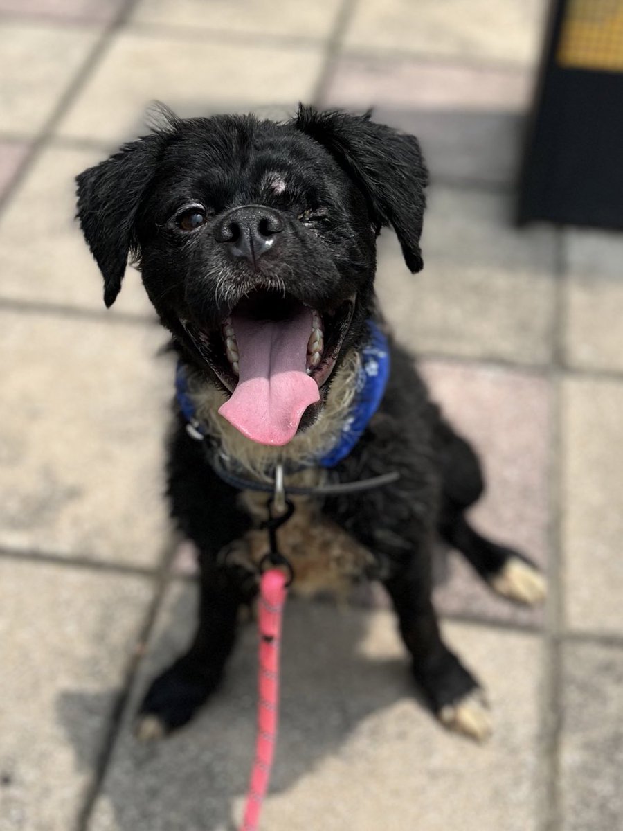 𝙷𝚎𝚕𝚊 𝙼𝚘𝚛𝚎 🐶 tweet media