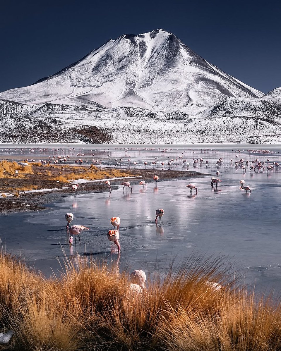 World Best tweet media