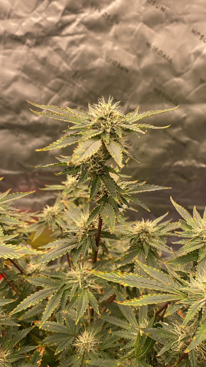 Terpulater tweet media