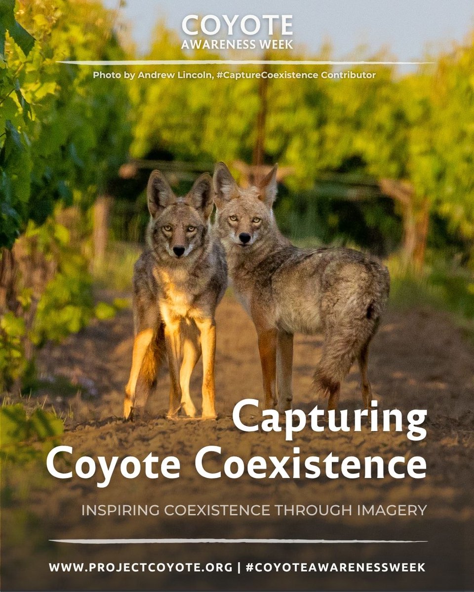 Project Coyote tweet media