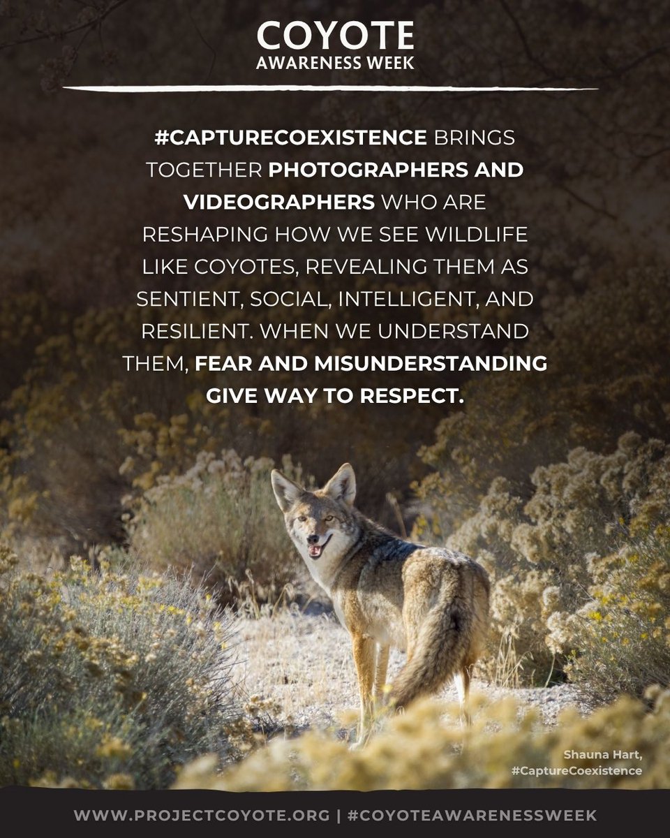 Project Coyote tweet media