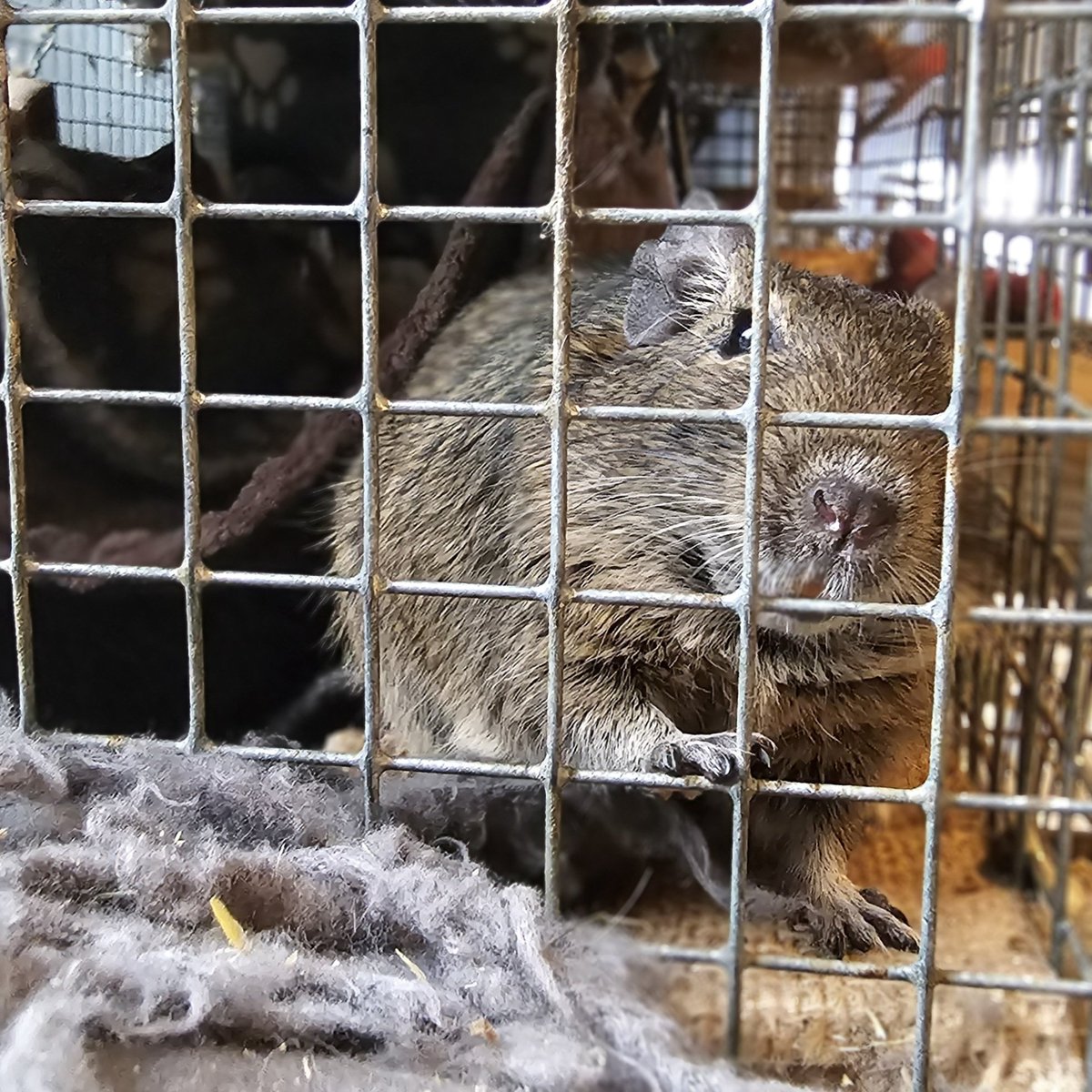 No, I did not destroy that grey thing, nope, not me! Love Seb 💛
#degu