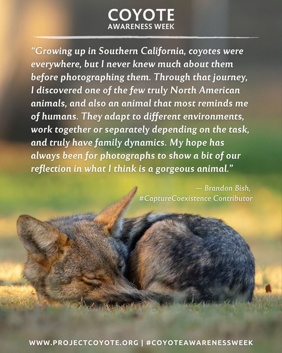 Project Coyote tweet media