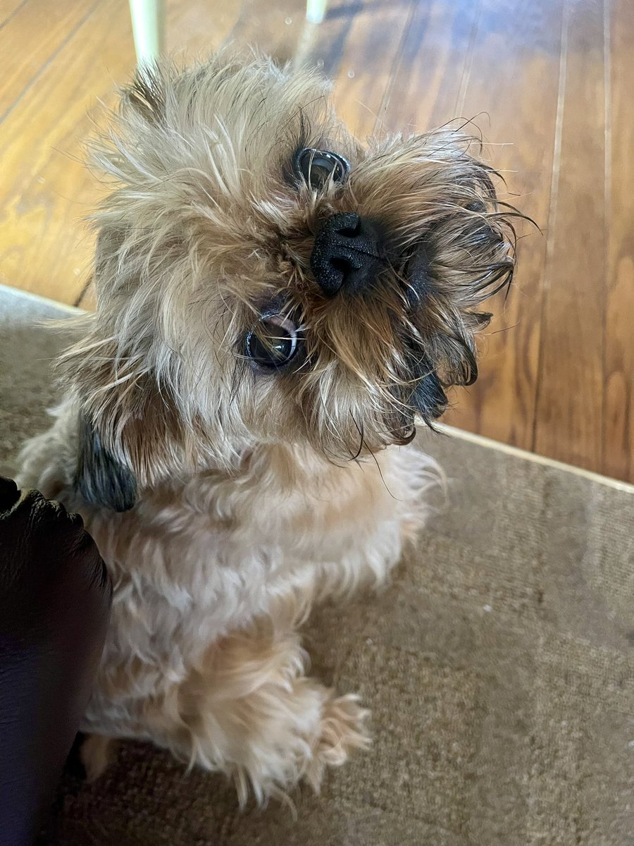 Paula Moses🇺🇸🇨🇦❤️🐾☮️ tweet media