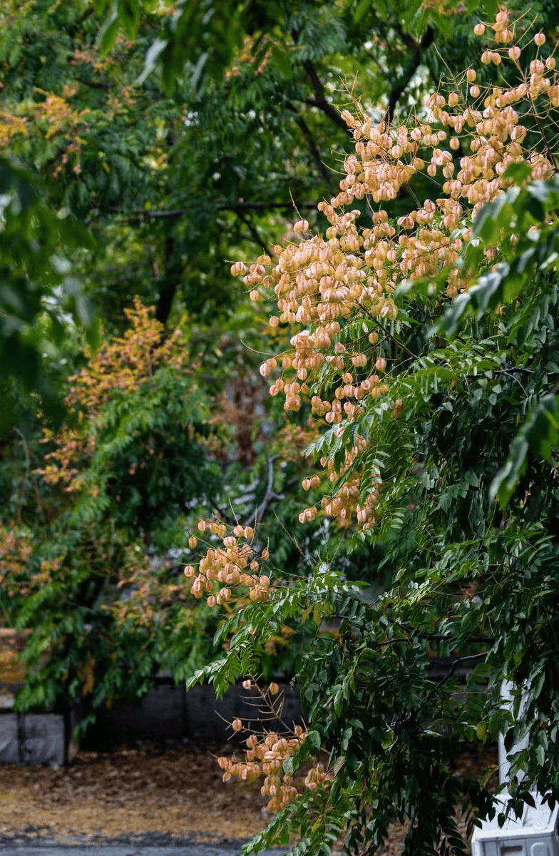 Liam Holahan tweet media