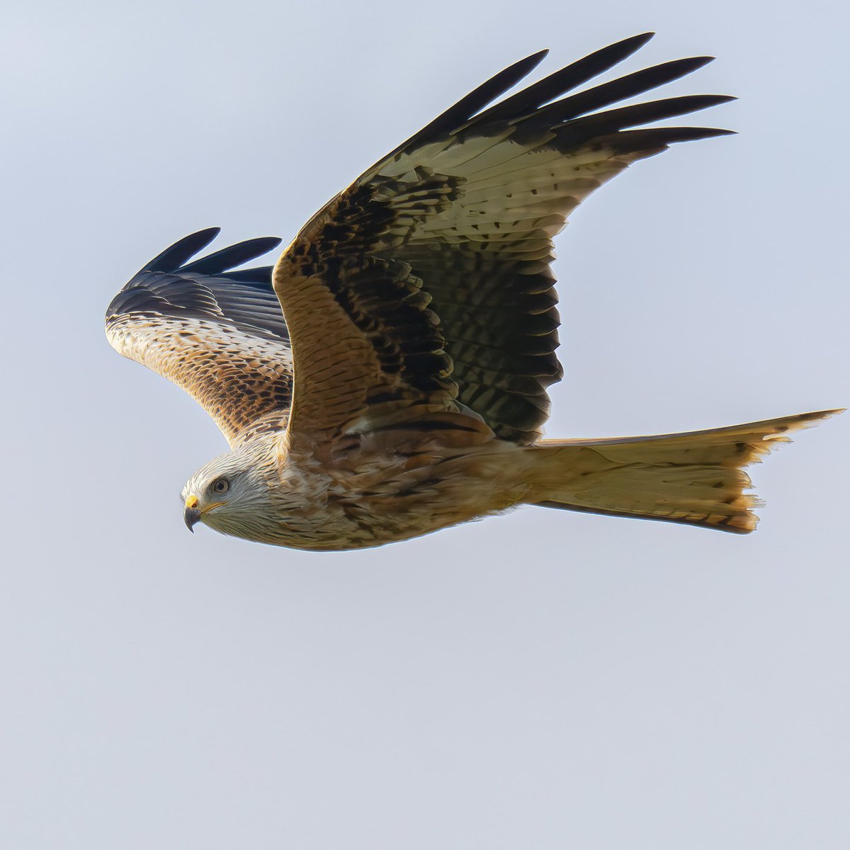 Paul Wright 🇬🇧🇯🇲🇸🇰 tweet media