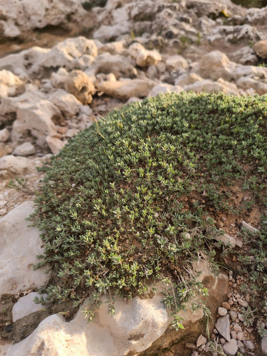 dr. Snoop Dogg tweet media