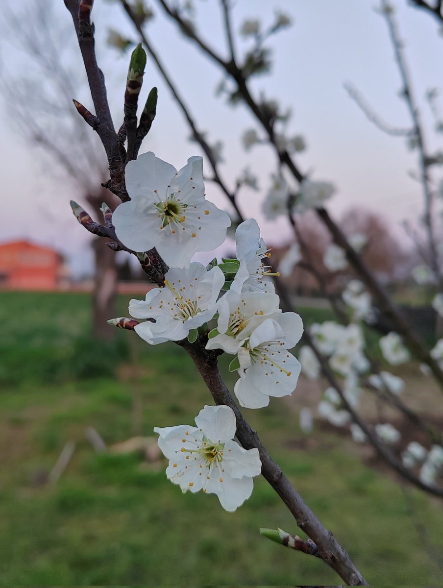 Alice 𐙚 tweet media