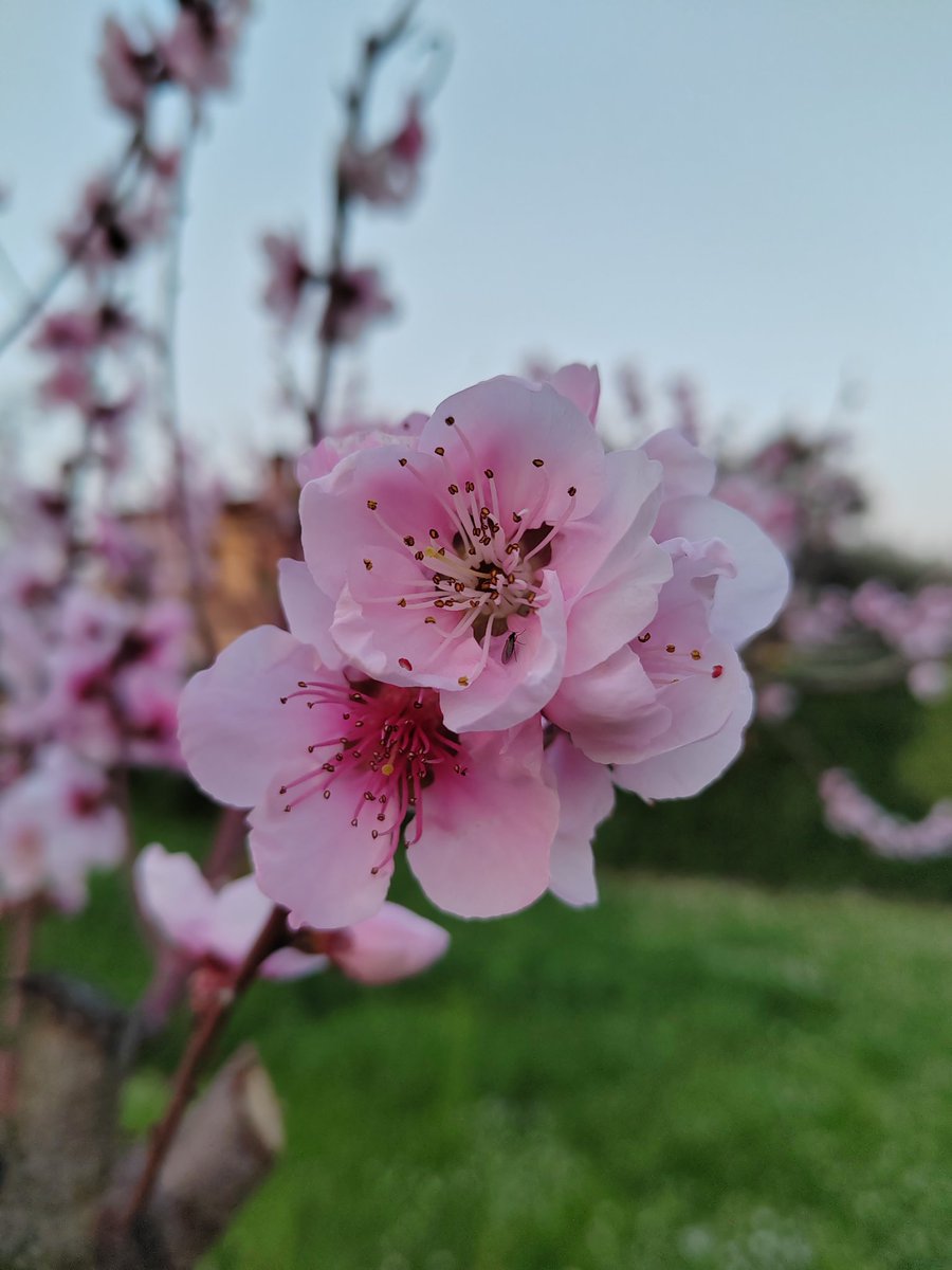 Alice 𐙚 tweet media