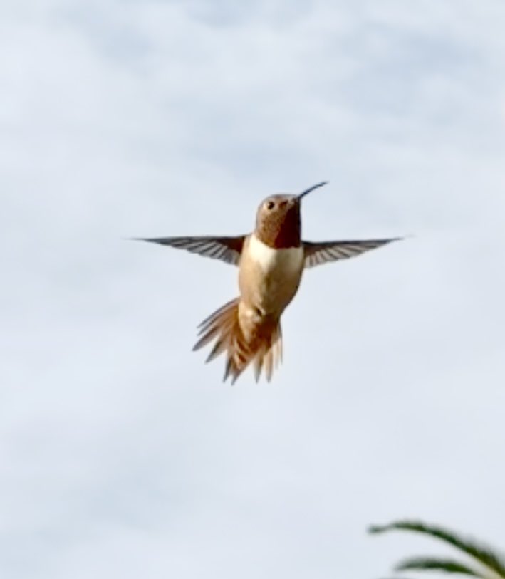 Cult of the Hummingbird tweet media