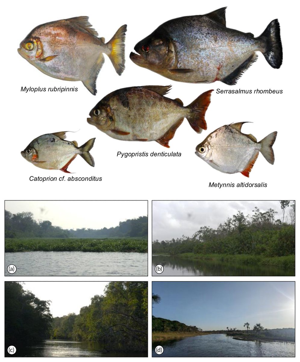 Fish in the News tweet media