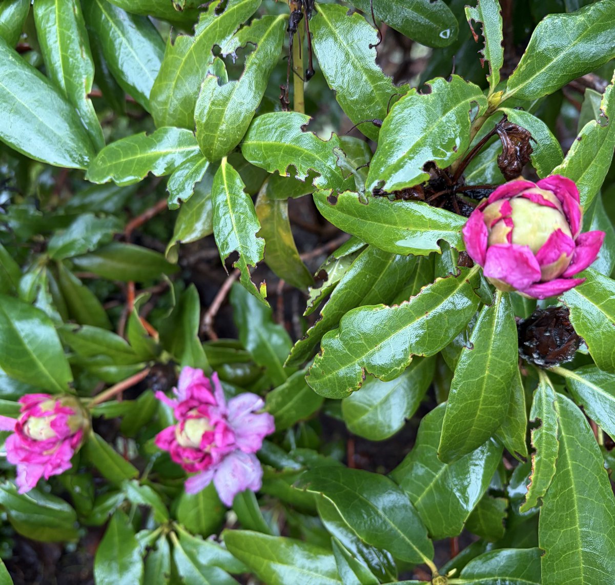 deepa 🏴☠️ tweet media