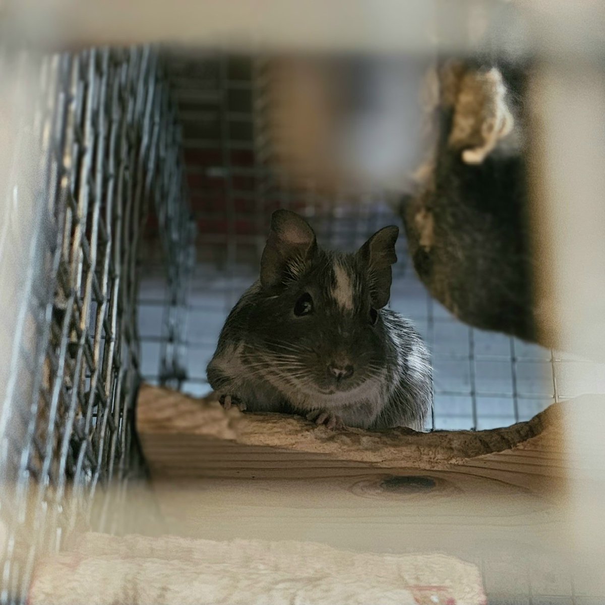 Silently judging, Cookie on high.
#degu