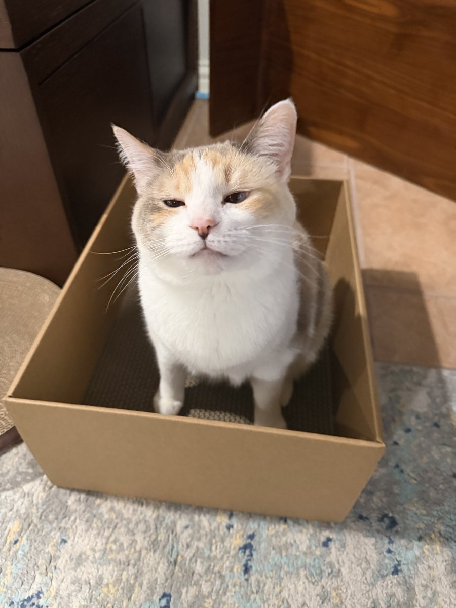 The mayor of cardboard town btw