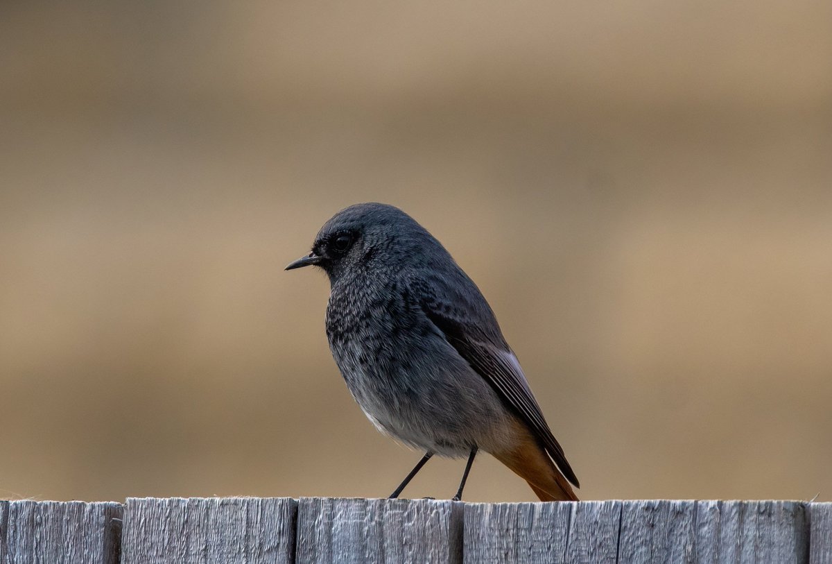 The Considerate Birders tweet media