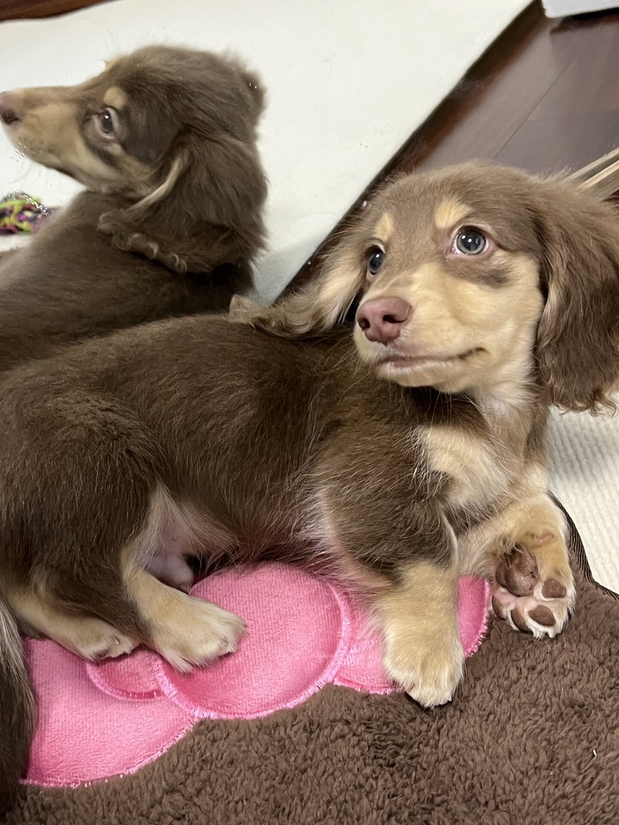 Trisna Wardhani tweet media