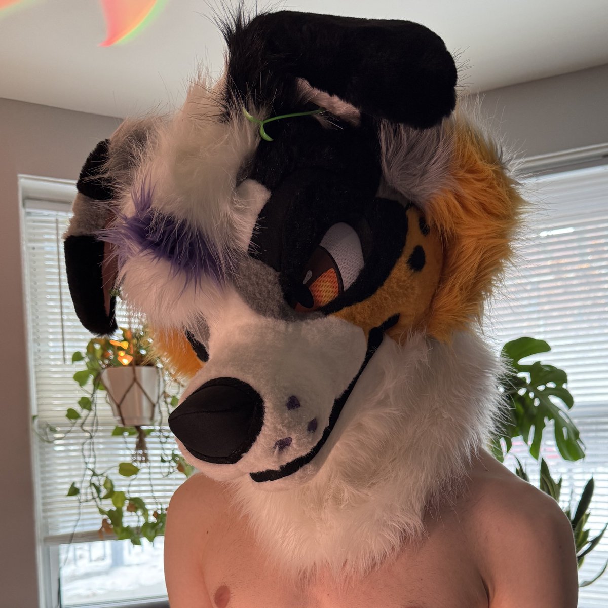 Goose Pubby ➡️ FANG FWA tweet media