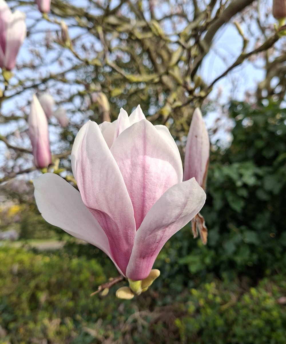 mycathardy's tweet image. Magnolia blossom in Snettisham #magnolia #springtime #flowers