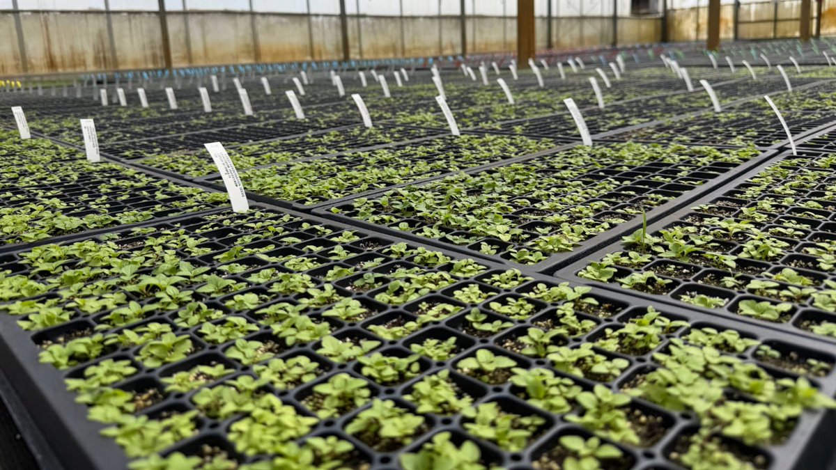 Ernst Seeds tweet media