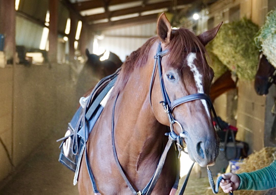 Belladonna Racing Partnership tweet media