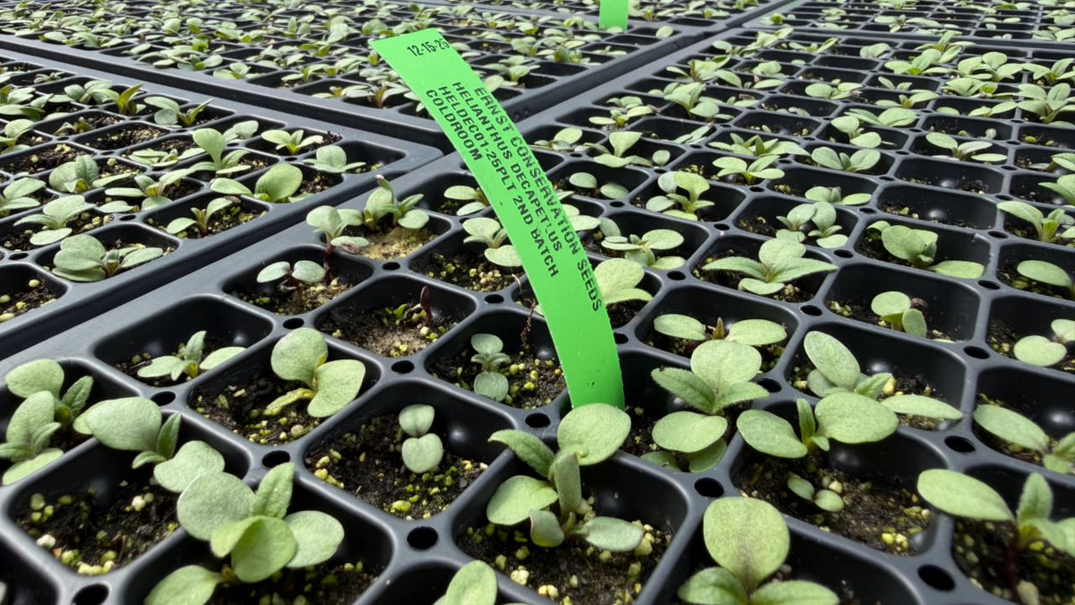 Ernst Seeds tweet media