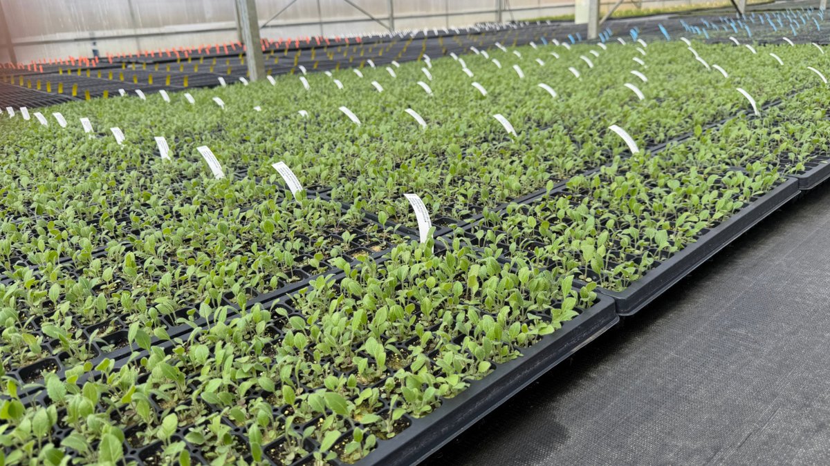 Ernst Seeds tweet media