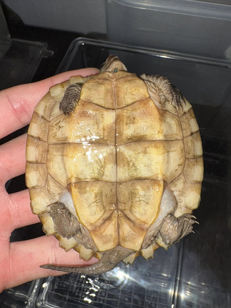leytensis's tweet photo. シロアゴヤマガメ https://t.co/cqH7Il462b