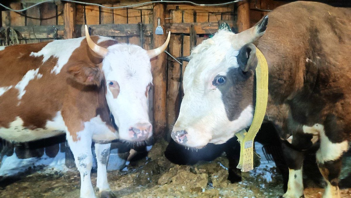 Владимир Максимов tweet media