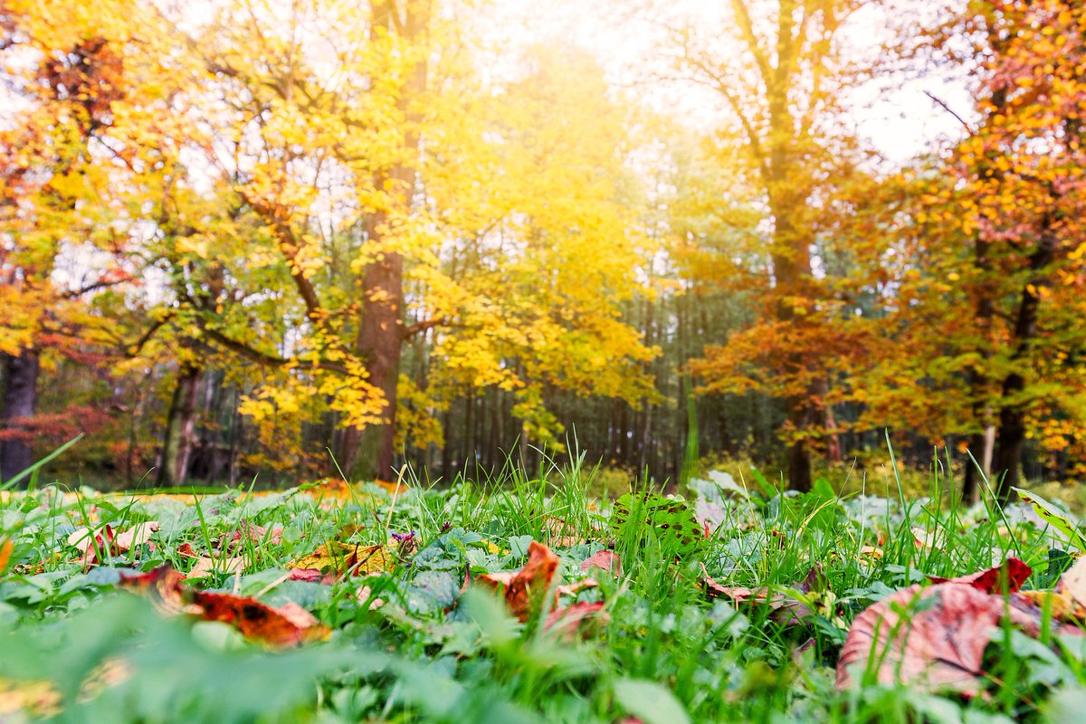 Swim Fish tweet media