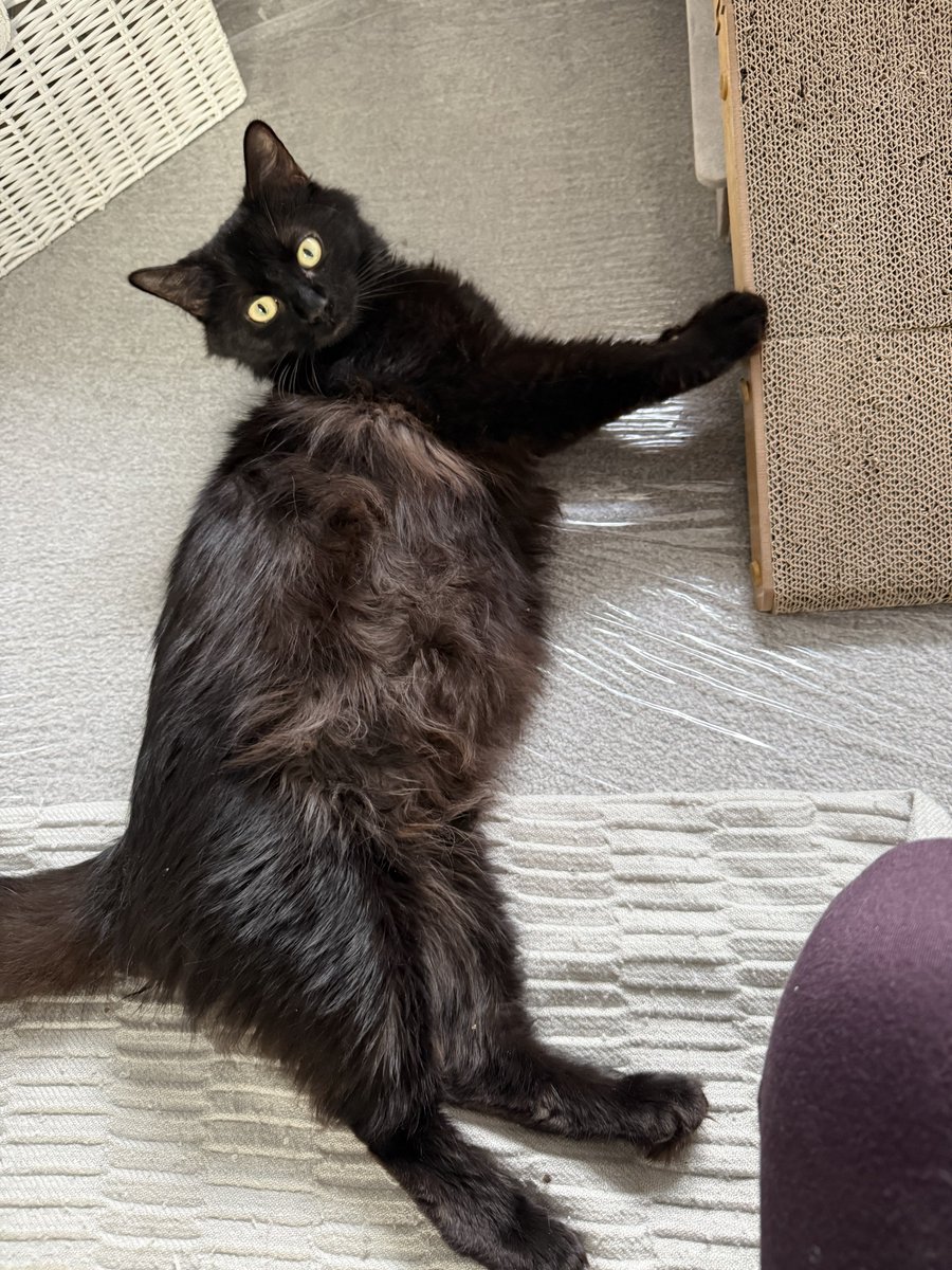 Fairy Cat Mother tweet media