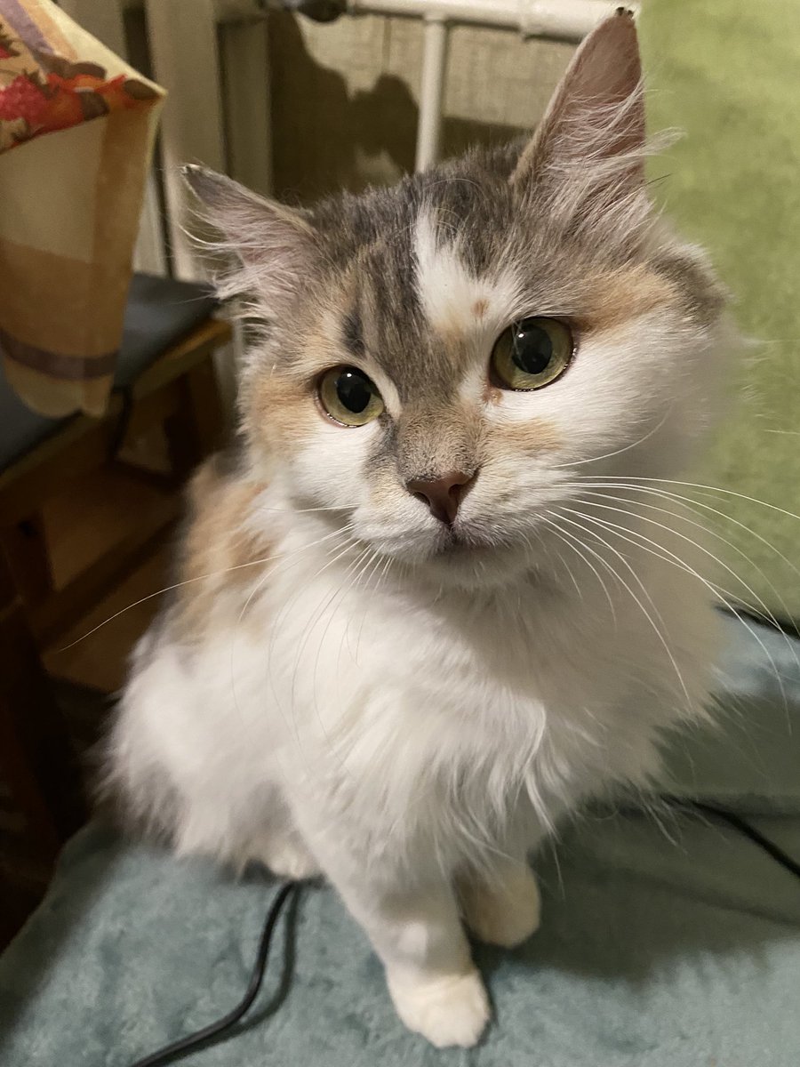 чичері чичері tweet media