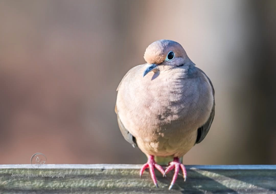 SerenaVachon's tweet image. Sweet pose of a mourning dove #birds #dove #birdphotography #birdsofX #NaturePhotography #nature #wildlife