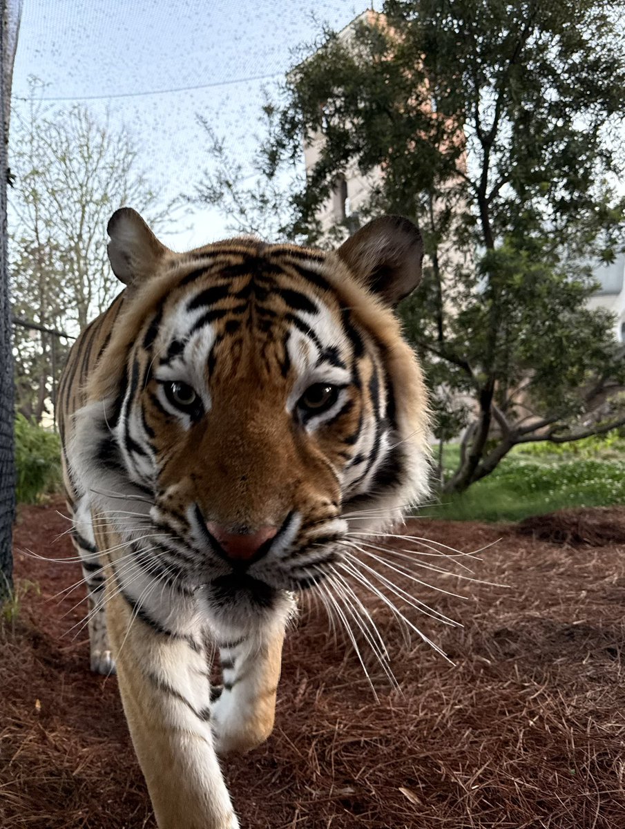 Mike VII tweet media