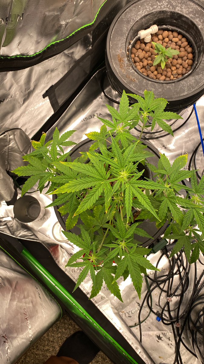 Terpulater tweet media