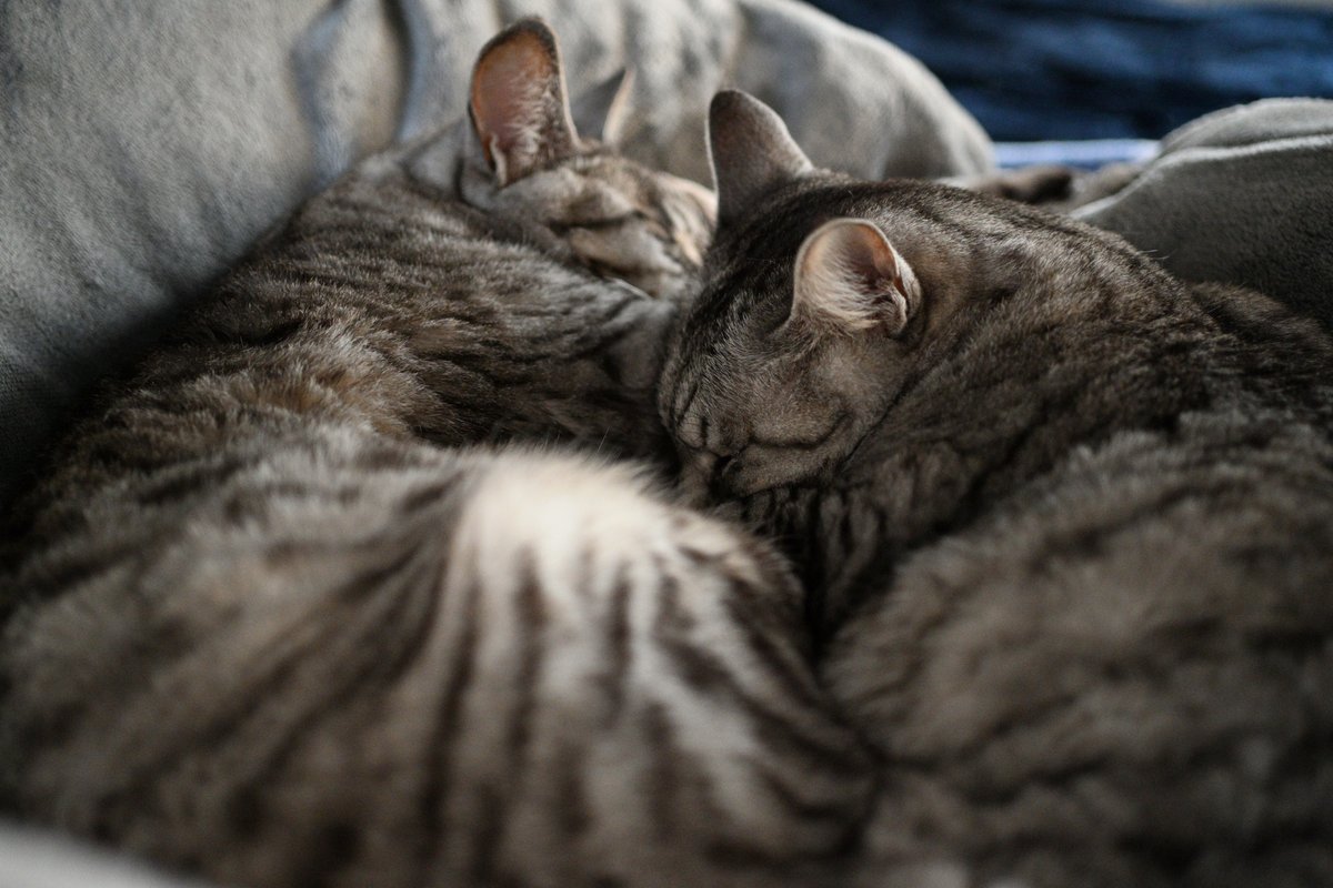 deeeee1c tweet media